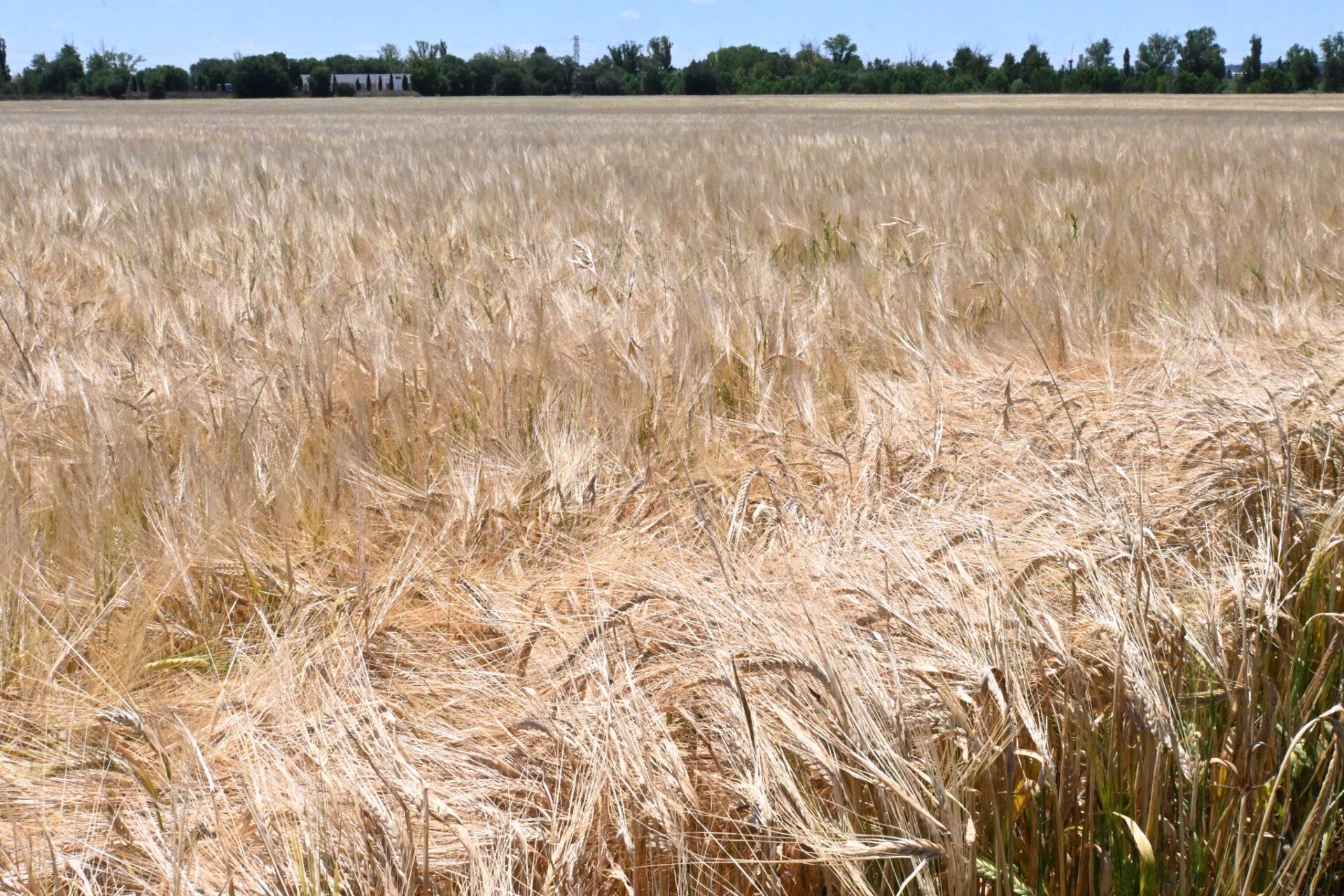 La ULE avisa del impacto económico y social de las quiebras agrarias ligadas a fenómenos extremos en el Mediterráneo.