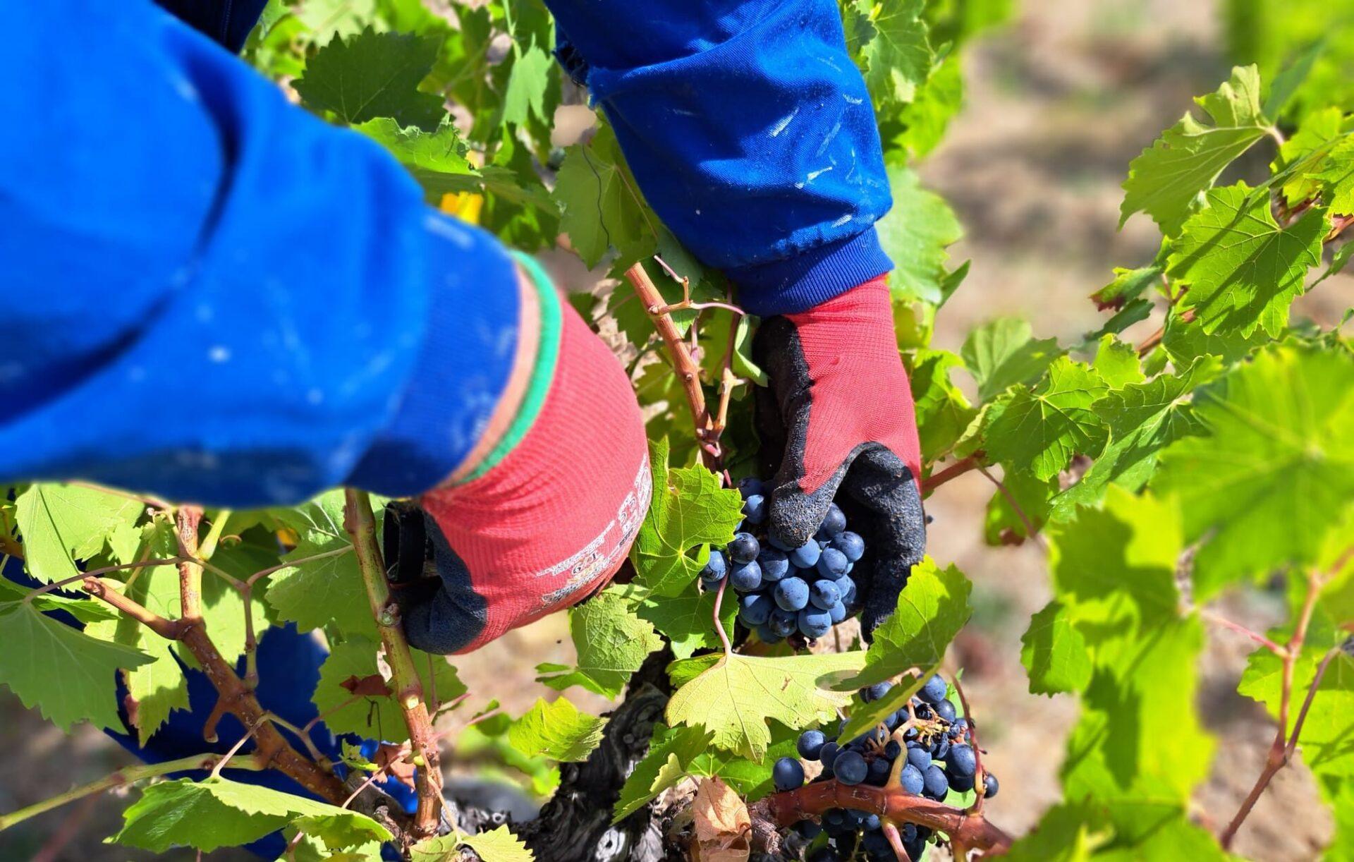 La DO Bierzo recoge 10,6 millones de kilos, un 33,9% más que en 2024, con calidad excelente. Mencía y godello lideran una vendimia larga.