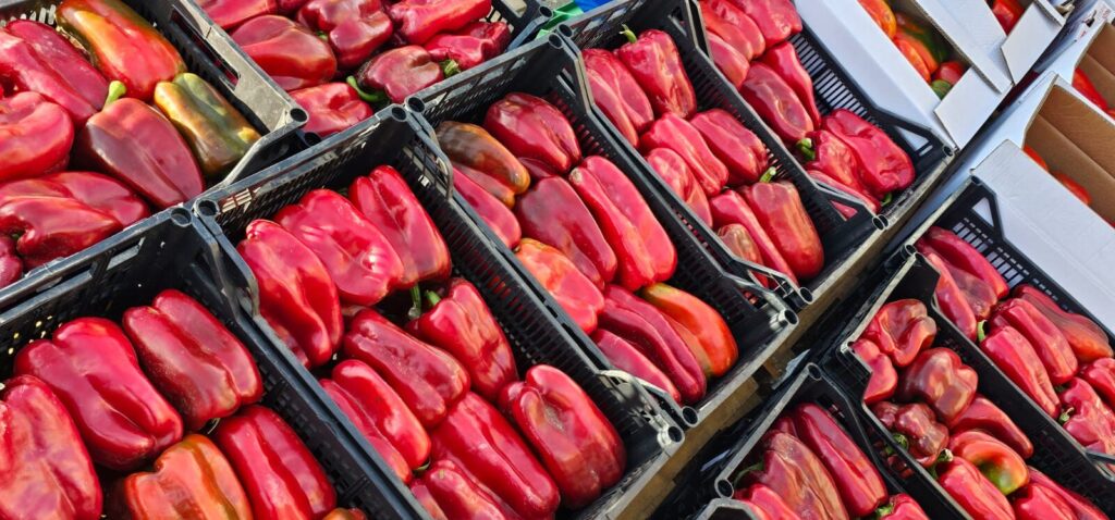 Ambiente en la 40ª Feria del Pimiento Morrón de Fresno de la Vega, donde los pimientos y la gastronomía fueron protagonistas.