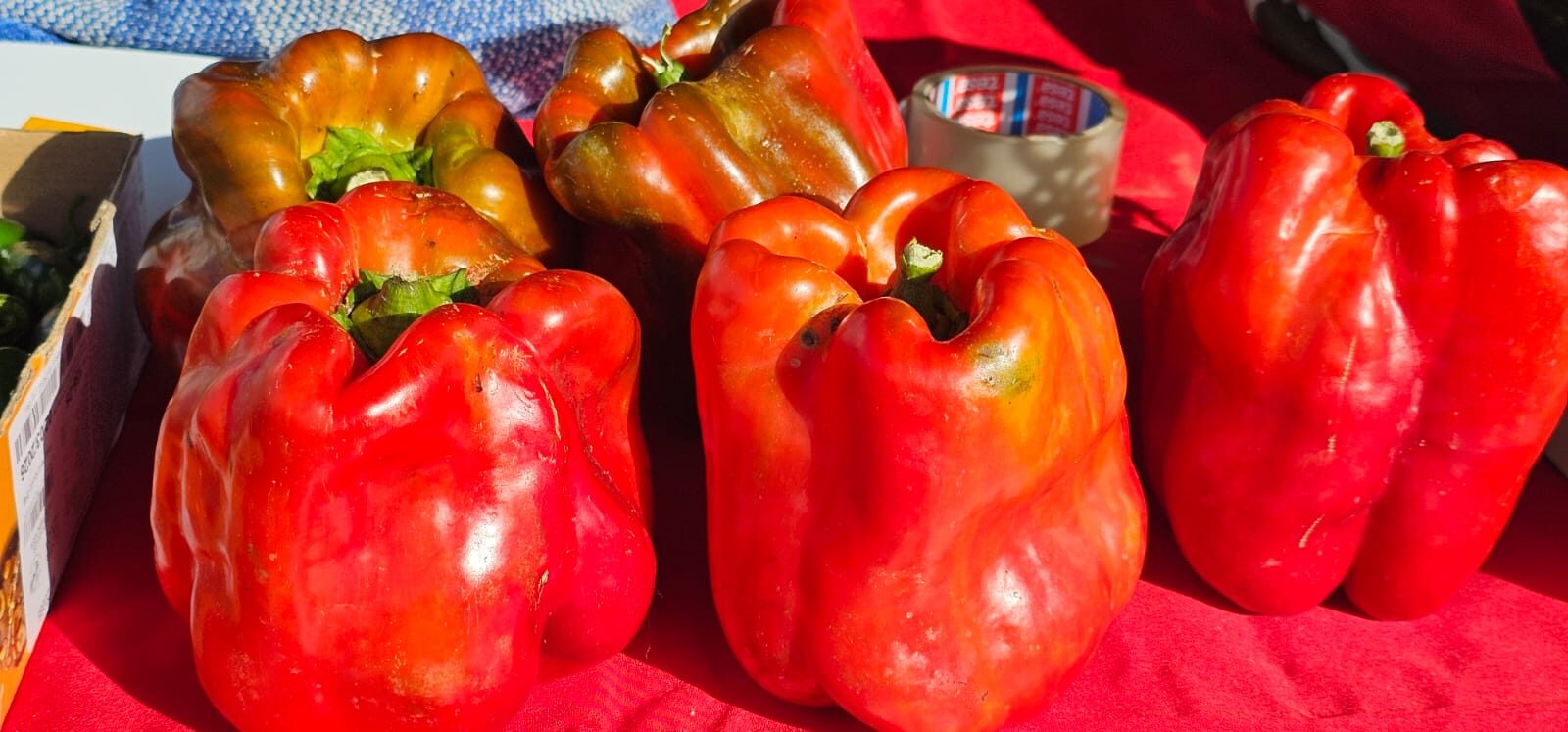 Ambiente en la 40ª Feria del Pimiento Morrón de Fresno de la Vega, donde los pimientos y la gastronomía fueron protagonistas.