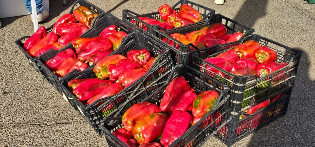 Ambiente en la 40ª Feria del Pimiento Morrón de Fresno de la Vega, donde los pimientos y la gastronomía fueron protagonistas.